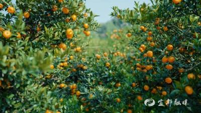 组个“橘”，“宜”起“都”来解锁新乐趣→