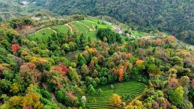 冬日宜都有多美？这幅五彩画卷给出答案