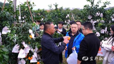 宜都：橘园来了一群“企业园主”