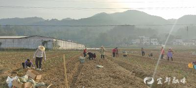 冬闲田不再“闲” 聂家河村特色农业促增收