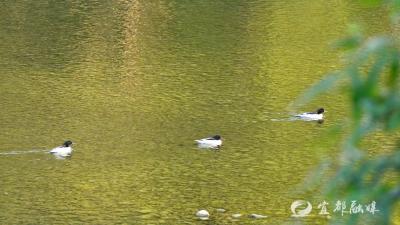 “稀客“变“常客”！中华秋沙鸭连续十二年栖居宜都