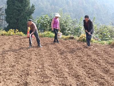 800亩“冬闲田”播下新希望