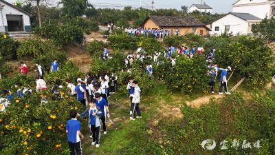 千余名师生走进南桥村柑橘基地沉浸式体验特色农业魅力