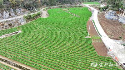 宜都：龙芽白菜走俏市场