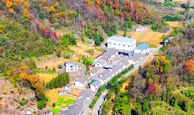 湖北宜都凤凰池村：“蔬”香引路，蝶变新生