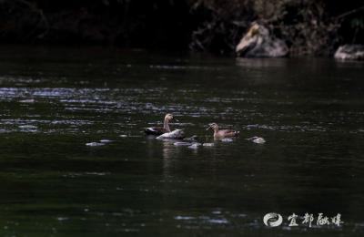 连续12年打卡！这群“稀客”为何独爱宜都越冬？