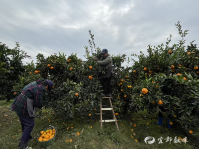 愁与暖：橘园里的邻里情
