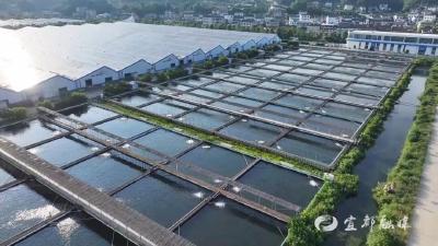 24小时到达！宜都首批鲟鱼“游”到越南