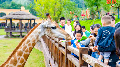 长颈鹿户外展览恢复开放！