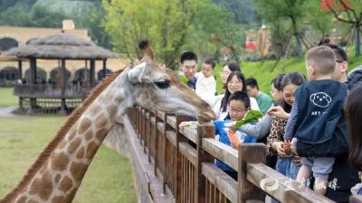 11月22日，三峡长颈鹿乐园免票入园