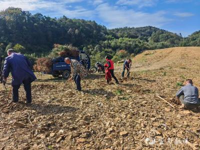 70亩荒坡地披上“增收绿装”，十三尖村引种木瓜闯新路