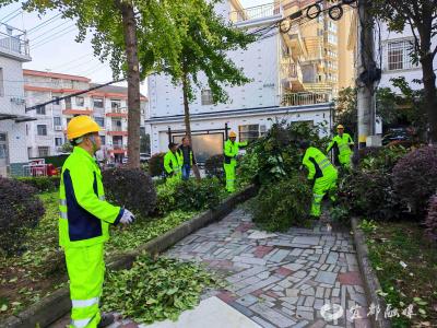 树木“瘦身” 群众安心