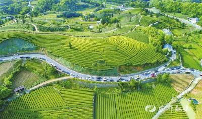 【三峡日报】好路通到基地 茶叶走出深山
