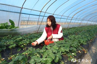 湖北宜都：“春香姐姐”的“桑园甜梦”