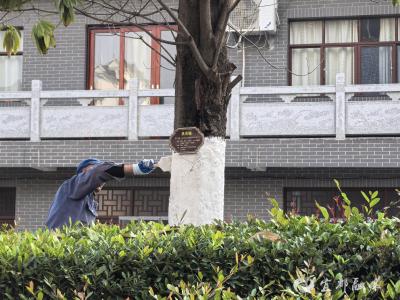 为树添衣，养护暖心