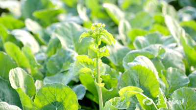 聂家河村首次试种菜苔 渔洋菜苔成“明星”品种