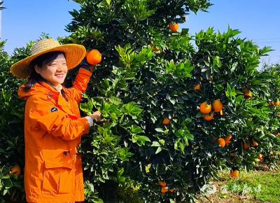 以助农之名同行！800余斤金果果从宜都橙园走向宜昌城区