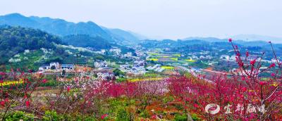 【好支部好支书】架锅山村的“逆袭密码”