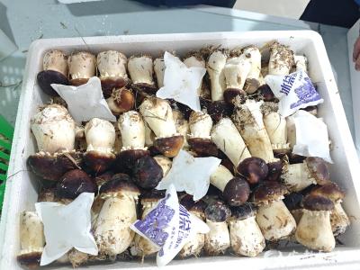 弭水桥村有了“致富新宠”