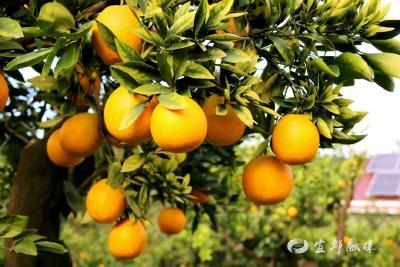 化“丰收愁”为“致富甜”！宜都破局智慧拂暖橘园香