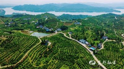 树上采、论个卖……南桥柑橘“五招”销出2100吨