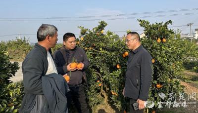 村支书化身“首席推销员” 跑通千吨柑橘畅销路