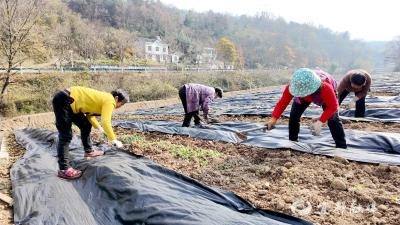 横冲牡丹香全镇 王家畈镇花香经济联盟现雏形
