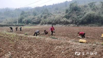 土豆种成“金豆豆” 两村携手冬田不“闲”
