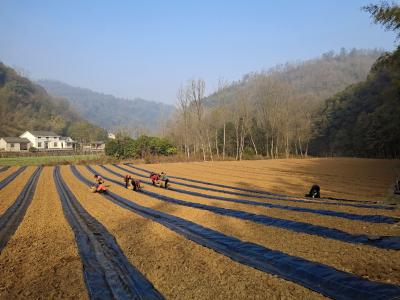 村民巧“梳妆” 牡丹换“冬装”