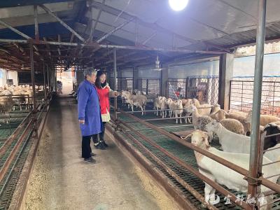 一只羊如何撬动乡村振兴？