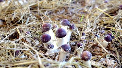 宜昌宜都：菌香漫山乡 松茸富农家