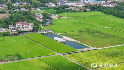 支部强引领，乡村焕新颜