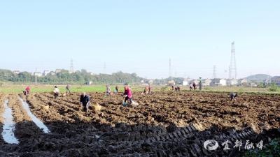 【好支部好支书】梁家畈村党总支：多元产业赋能乡村振兴