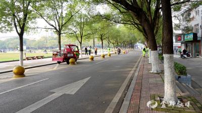 城区行道树冬季涂白工作展开