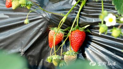宜都采摘新去处！白草莓、黑草莓已上线