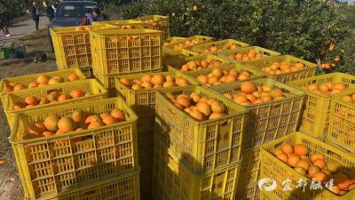 党员牵线，村委护航：3天，10万斤脐橙变现