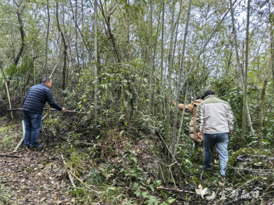 节前巡查“不放松”，织密生态“安全网”