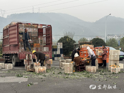单日33吨！陈家岗村搭建直销桥，让好橙走出田间