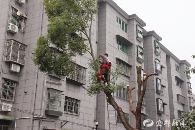 修枝剪叶聚同心 邻里携手筑幸福