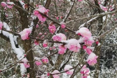 瑞雪落宜都！五眼泉镇美成了冬日童话