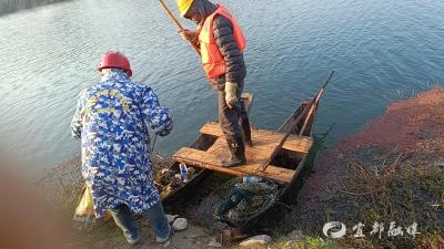 从“一时清”到“常态净” 南桥村的河清岸净“长效经”