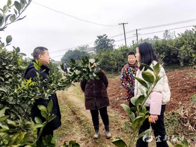 田间送技守护柑橘“金果果”