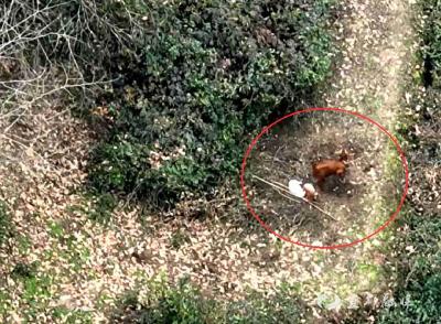 宜昌宜都：三日寻羊无果 民警8分钟“飞”速找回