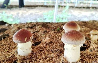 葡萄藤下藏“金”菇，闲地巧变“双收田”