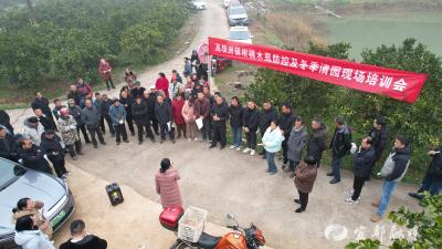 田间课堂传“真技” 科学防控护橘园