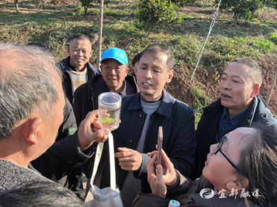 杨家畈撑起柑橘绿色防控网