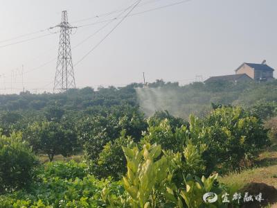 科技助农“飞防”忙 千亩橘林披防装