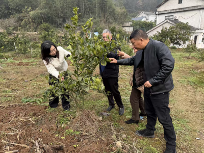 围剿柑橘木虱，宜都无死角