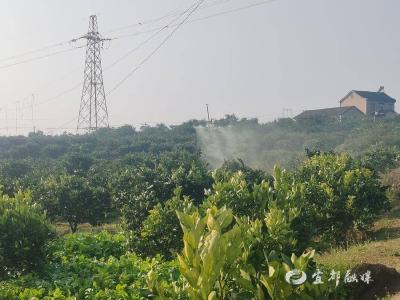【湖北日报】科技助农“飞防”忙 千亩橘林披防装
