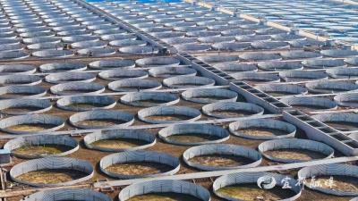 【湖北日报】告别网箱走进园区，宜昌鲟鱼产业链带动产值过百亿